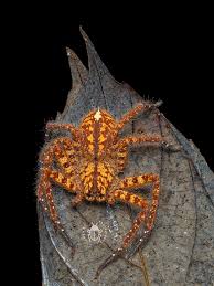 Attēlu rezultāti vaicājumam “Sparassidae”