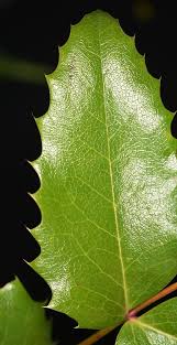 Attēlu rezultāti vaicājumam “Mahonia aquifolium leaf”