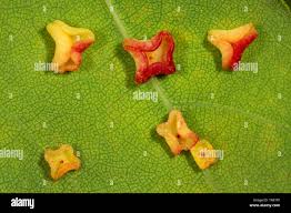 Attēlu rezultāti vaicājumam “Neuroterus albipes”