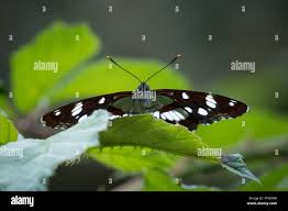 Attēlu rezultāti vaicājumam “Limenitis camilla”