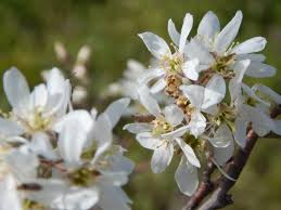 Attēlu rezultāti vaicājumam “Amelanchier canadensis”