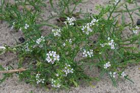 Attēlu rezultāti vaicājumam “Cakile maritima subsp. baltica flower”