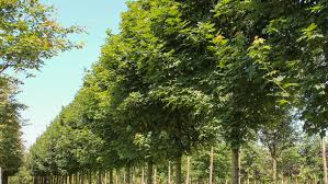 Attēlu rezultāti vaicājumam “Acer platanoides”