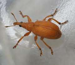 Attēlu rezultāti vaicājumam “Apion sp.”