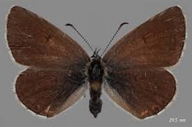 Attēlu rezultāti vaicājumam “Eumedonia eumedon male”