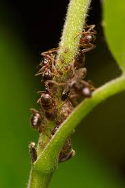 Attēlu rezultāti vaicājumam “Chaitophorus populeti”