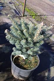 Attēlu rezultāti vaicājumam “Abies koreana”