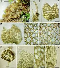 Attēlu rezultāti vaicājumam “Leiocolea heterocolpos”