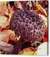 Attēlu rezultāti vaicājumam “Strobilomyces strobilaceus”