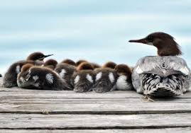Attēlu rezultāti vaicājumam “Mergus merganser juvenile”