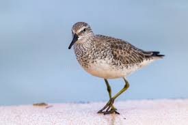 Attēlu rezultāti vaicājumam “Calidris canutus adult”