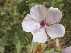 Image result for Althaea officinalis