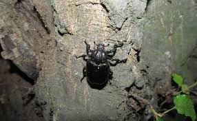 Attēlu rezultāti vaicājumam “Osmoderma barnabita imago”