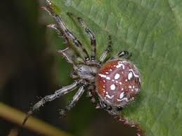 Attēlu rezultāti vaicājumam “Araneus quadratus”