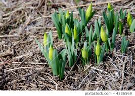 Attēlu rezultāti vaicājumam “Narcissus bud”