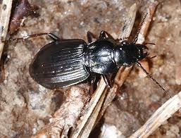 Attēlu rezultāti vaicājumam “Pterostichus oblongopunctatus”