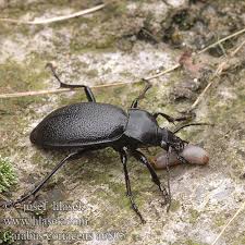 Attēlu rezultāti vaicājumam “Carabus coriaceus”