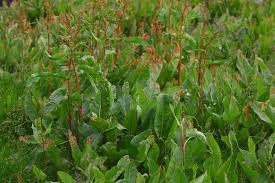 Attēlu rezultāti vaicājumam “Rumex aquaticus”