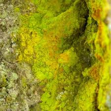 Attēlu rezultāti vaicājumam “Chrysothrix candelaris”