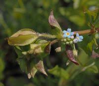 Attēlu rezultāti vaicājumam “Myosotis laxa subsp. baltica leaf”