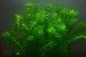 「水蘊草」的圖片搜尋結果