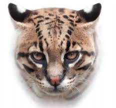 Image result for оцелот