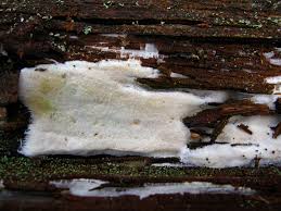 Attēlu rezultāti vaicājumam “Sidera lenis”