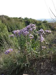 Image result for Aster amellus