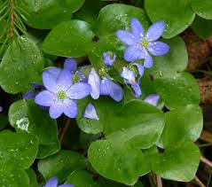 Attēlu rezultāti vaicājumam “Hepatica nobilis leaf”