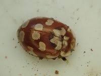 Attēlu rezultāti vaicājumam “Myrrha octodecimguttata”