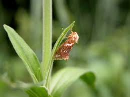 Attēlu rezultāti vaicājumam “Phymatopus hecta”