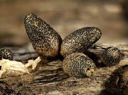 Attēlu rezultāti vaicājumam “Lycogala convexum”