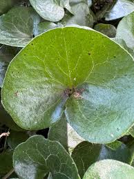 Attēlu rezultāti vaicājumam “Asarum europaeum leaf”