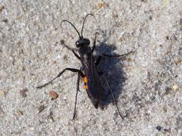 Attēlu rezultāti vaicājumam “Anoplius viaticus”