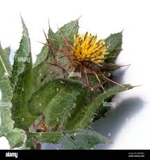 Image result for Cnicus benedictus