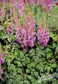 Attēlu rezultāti vaicājumam “Astilbe chinensis”