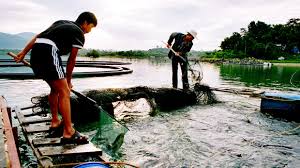 Cá tầm lậu tồn dư chất tăng trọng | ANTĐ - Báo điện tử An Ninh Thủ Đô - ca-tam