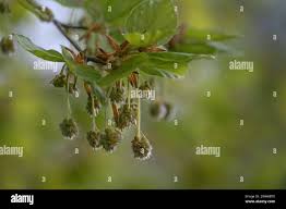 Attēlu rezultāti vaicājumam “Fagus sylvatica male flower”