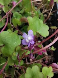 Attēlu rezultāti vaicājumam “Cymbalaria muralis”