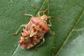 Attēlu rezultāti vaicājumam “Elasmucha grisea imago”