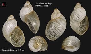 Attēlu rezultāti vaicājumam “Succinea”