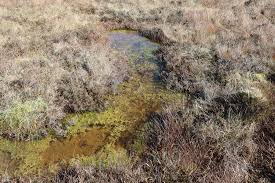 Attēlu rezultāti vaicājumam “Warnstorfia fluitans”