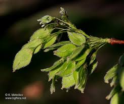 Attēlu rezultāti vaicājumam “Ulmus laevis flower”