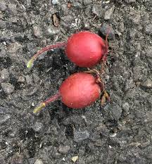 Attēlu rezultāti vaicājumam “Crataegus persimilis fruit”