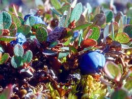 Attēlu rezultāti vaicājumam “Vaccinium uliginosum fruit”