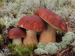 Attēlu rezultāti vaicājumam “Boletus pinophilus”
