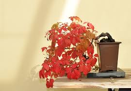 Image result for parthenocissus bonsai