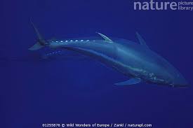 Image result for Thunnus thynnus