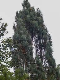 Attēlu rezultāti vaicājumam “Pinus sylvestris var. turfosa”