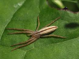 Attēlu rezultāti vaicājumam “Tibellus oblongus”